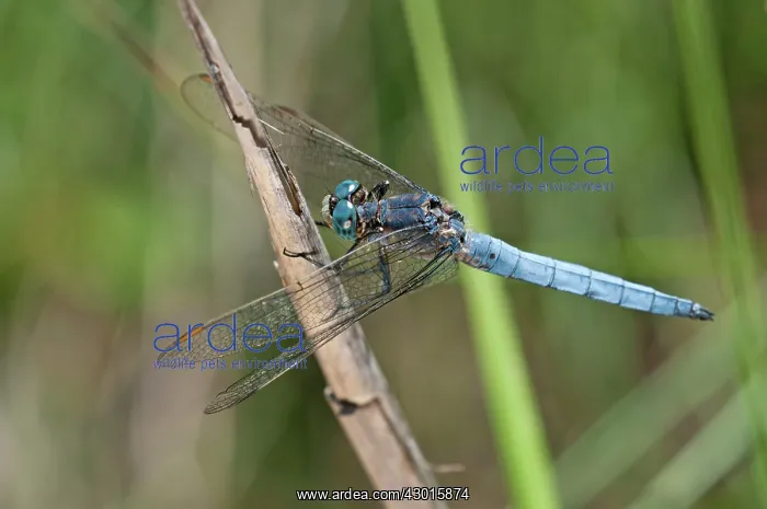  : Southern Skimmer