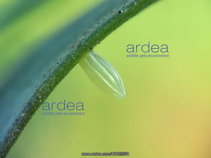 : Southern Small White : Southern Small White