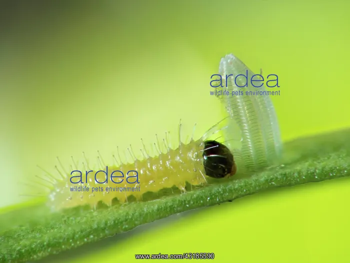 : Southern Small White : Southern Small White