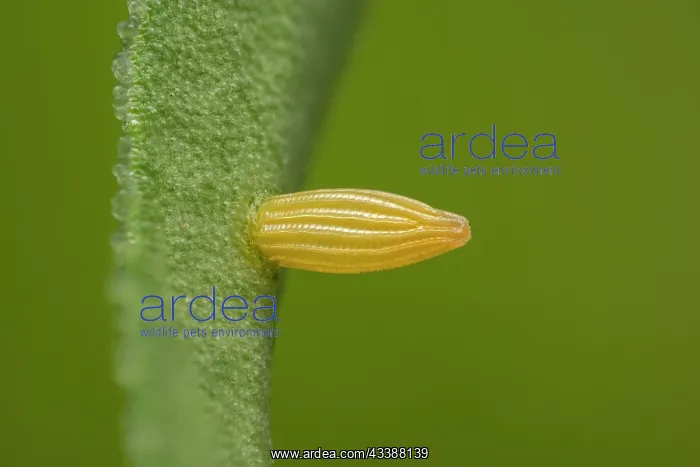 : Southern Small White (Pieris mannii) egg of butt : Southern Small White (Pieris mannii) egg of butt