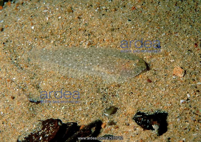 : Southern sole a small sole found commonly in south : Southern sole a small sole found commonly in south