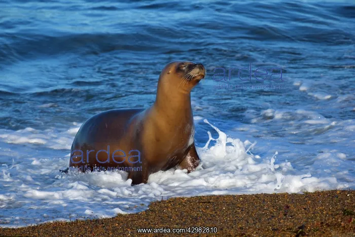  : Southern  /  South American Sea Lion - adult coming