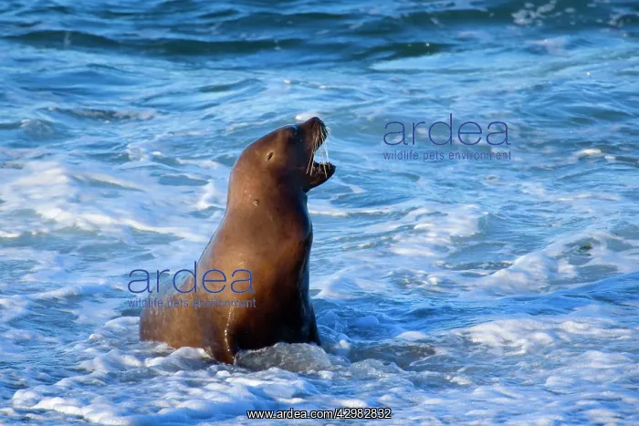 : Southern / South American Sea Lion - adult coming : Southern / South American Sea Lion - adult coming