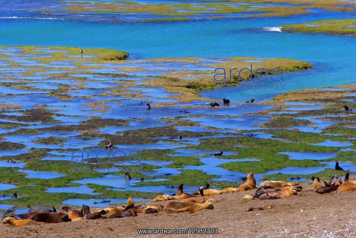 : Southern / South American Sea Lion - adults with : Southern / South American Sea Lion - adults with