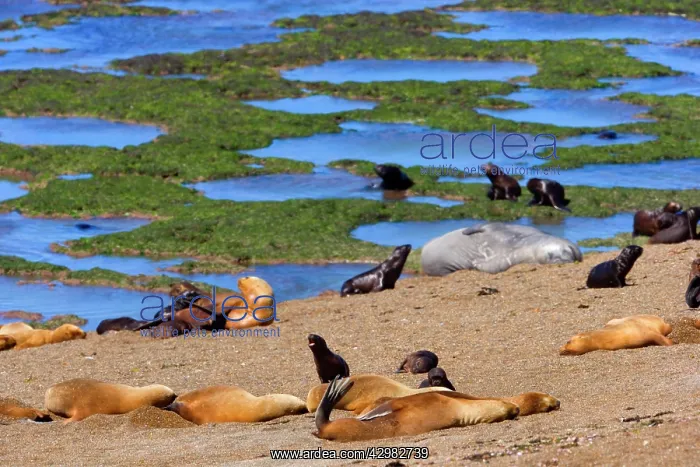 : Southern / South American Sea Lion - adults with : Southern / South American Sea Lion - adults with