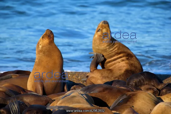 : Southern / South American Sea Lion - females and : Southern / South American Sea Lion - females and