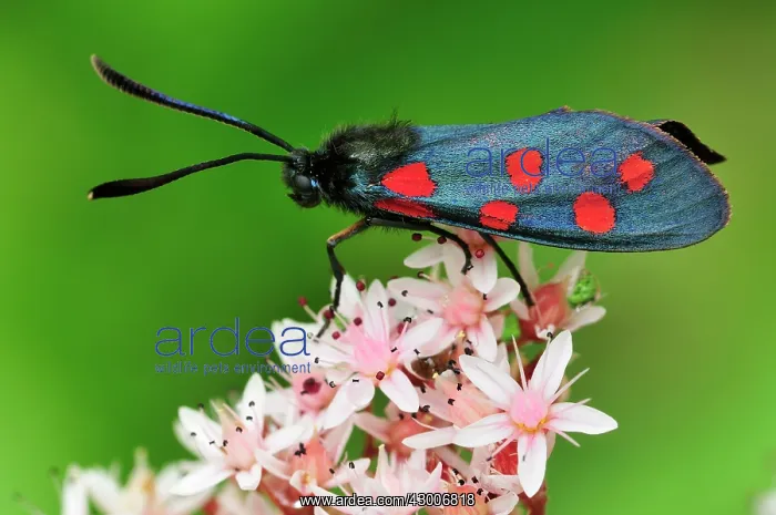 : Southern Six Spot Burnet : Southern Six Spot Burnet