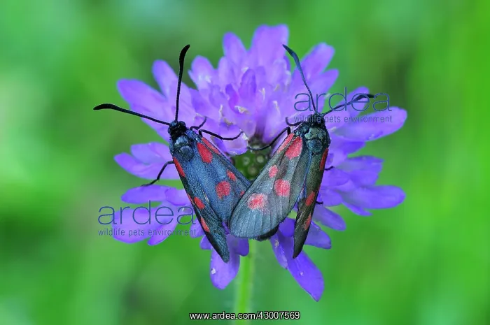 : Southern Six Spot Burnet mating : Southern Six Spot Burnet mating