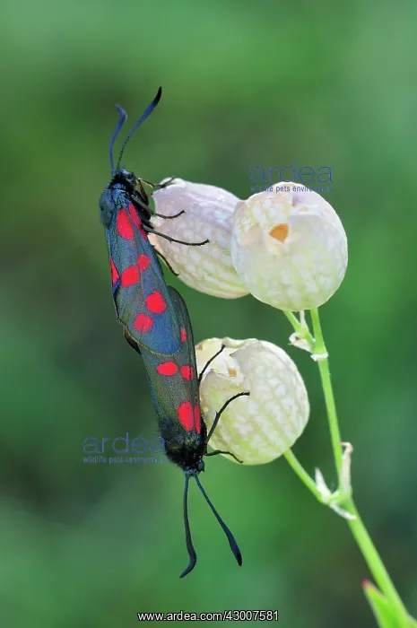 : Southern Six Spot Burnet mating : Southern Six Spot Burnet mating