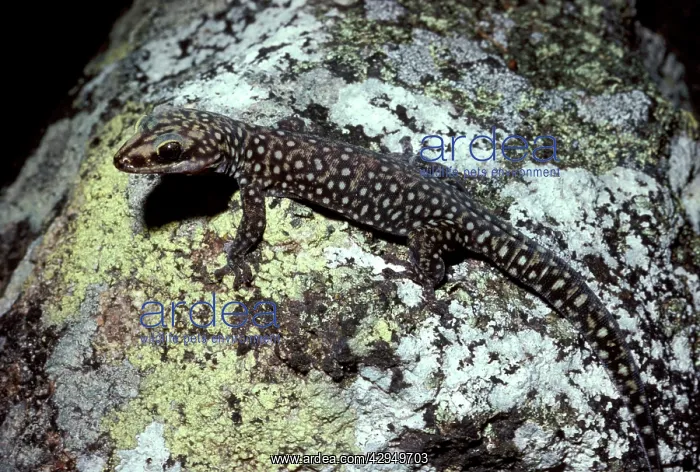 : Southern spotted velvet gecko : Southern spotted velvet gecko