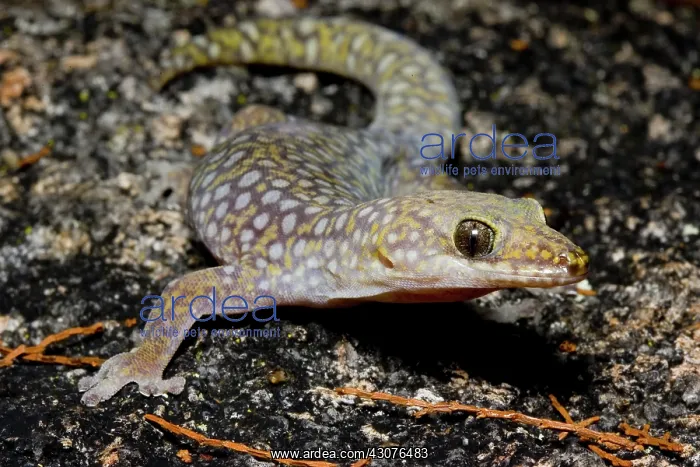 : Southern spotted velvet gecko : Southern spotted velvet gecko