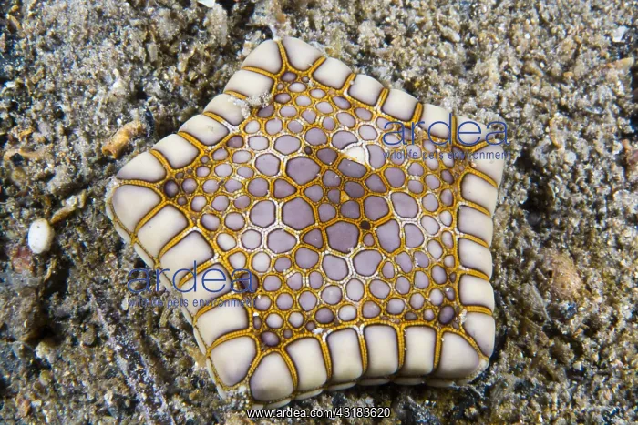 : Southern Starfish biscuit (Tosia australis), Kangaroo : Southern Starfish biscuit (Tosia australis), Kangaroo