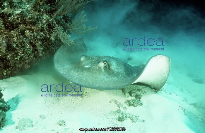 : Southern STINGRAY : Southern STINGRAY
