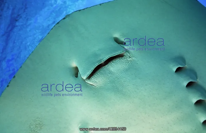 : Southern Stingray : Southern Stingray