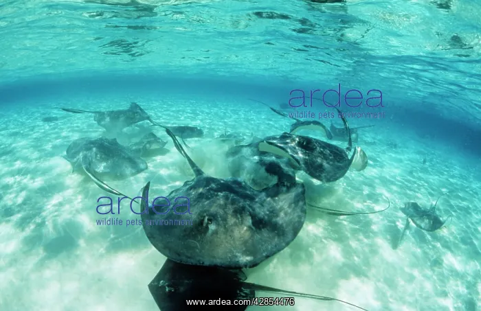 : Southern Stingray : Southern Stingray