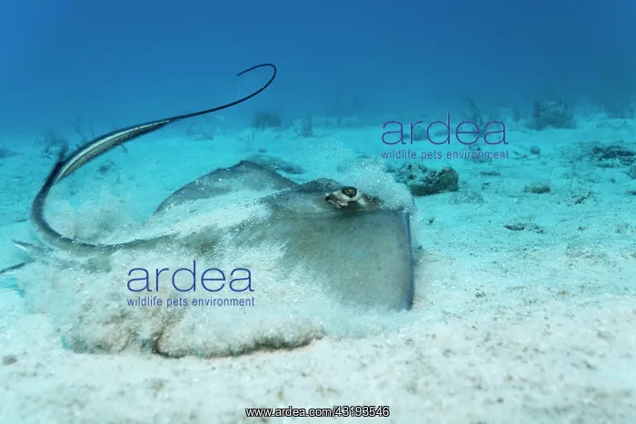 : Southern Stingray (Dasyatis americana) taking off : Southern Stingray (Dasyatis americana) taking off