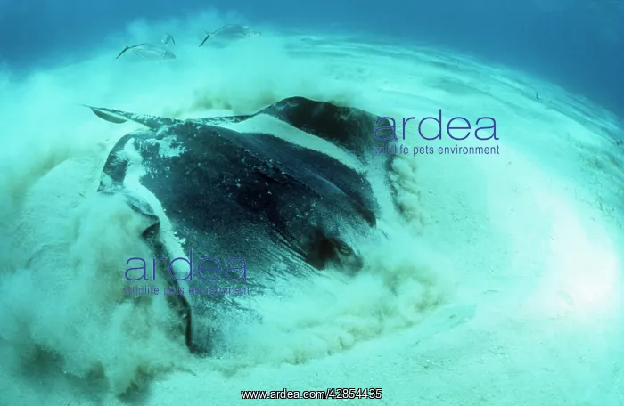 : SOUTHERN STINGRAY - digging in sand for food : SOUTHERN STINGRAY - digging in sand for food