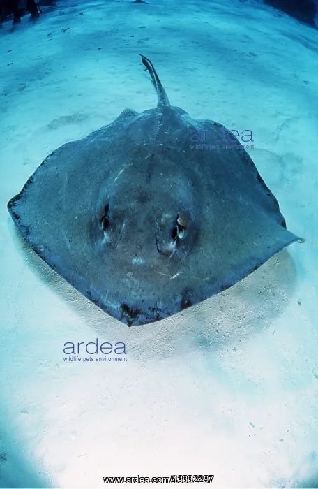  : SOUTHERN STINGRAY - GRAND CAMAN
