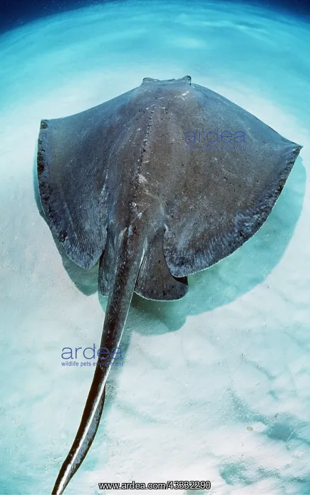 : SOUTHERN STINGRAY - AGAINST SAND : SOUTHERN STINGRAY - AGAINST SAND