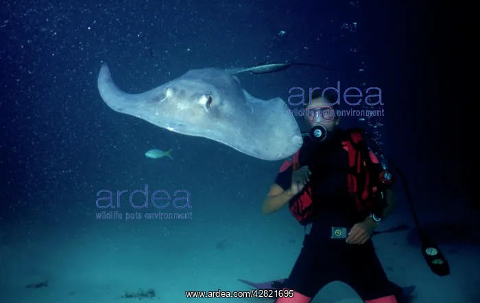 : Southern Stingray and Scuba Diver : Southern Stingray and Scuba Diver