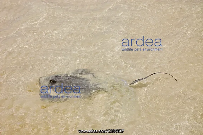 : Southern Stingray swimming in shallows : Southern Stingray swimming in shallows