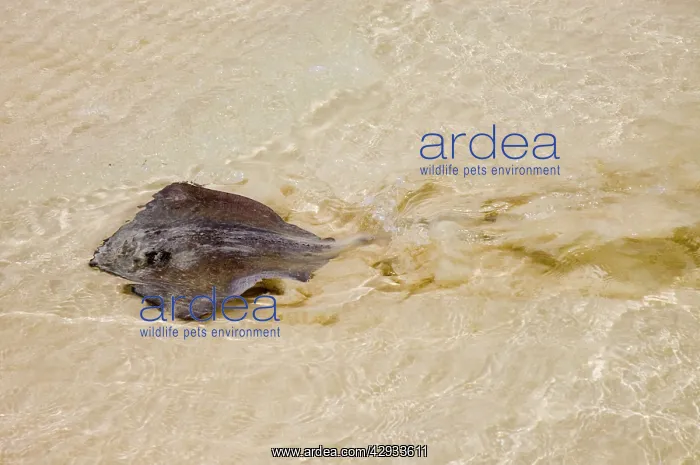 : Southern Stingray swimming in shallows, showing : Southern Stingray swimming in shallows, showing