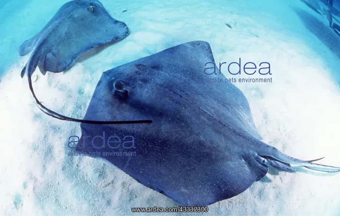 : SOUTHERN STINGRAY - X 2 : SOUTHERN STINGRAY - X 2