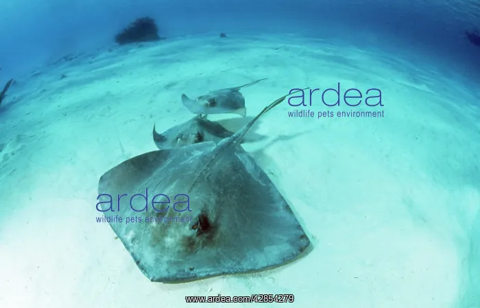 : SOUTHERN STINGRAY - X3 : SOUTHERN STINGRAY - X3