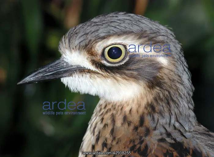 : Southern stone curlew : Southern stone curlew