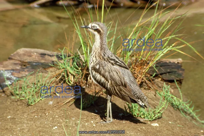: Southern Stone Curlew : Southern Stone Curlew