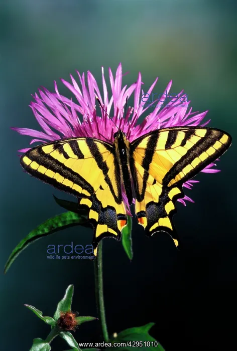 : Southern Swallowtail : Southern Swallowtail