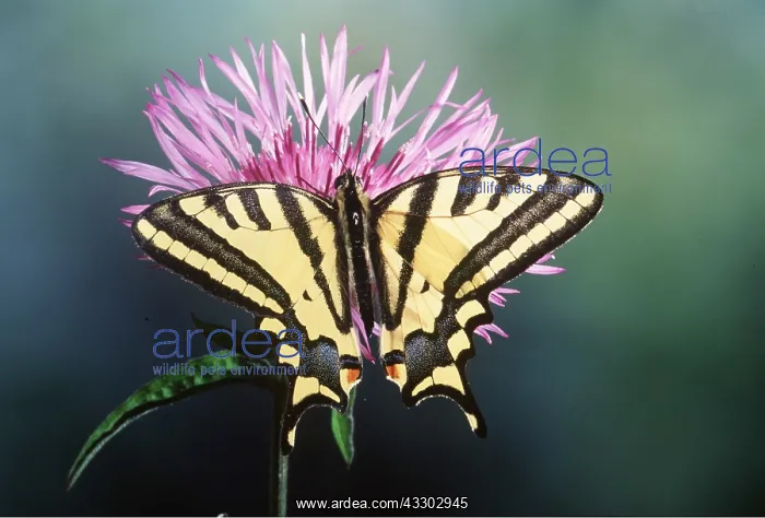 : Southern Swallowtail Butterfly : Southern Swallowtail Butterfly