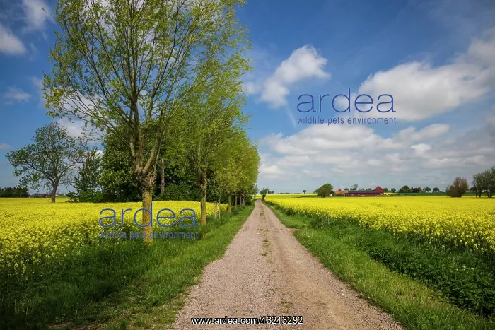 : Southern Sweden, Boste lage, country road with yellow : Southern Sweden, Boste lage, country road with yellow