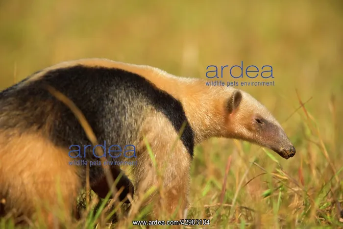 : Southern Tamandua / Collared Anteater / Lesser : Southern Tamandua / Collared Anteater / Lesser