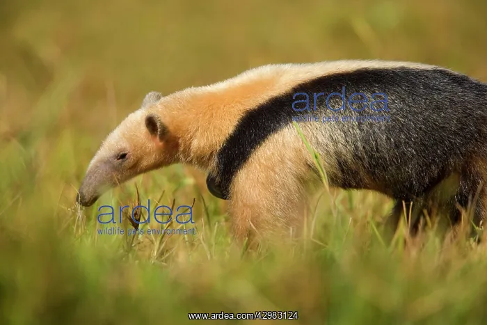 : Southern Tamandua / Collared Anteater / Lesser : Southern Tamandua / Collared Anteater / Lesser