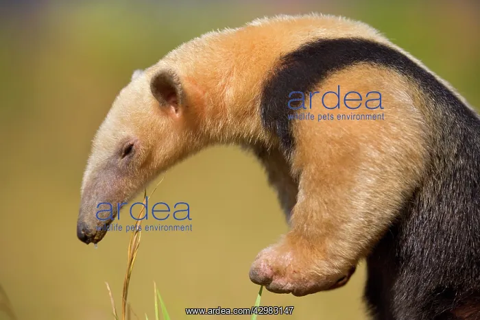 : Southern Tamandua / Collared Anteater / Lesser : Southern Tamandua / Collared Anteater / Lesser