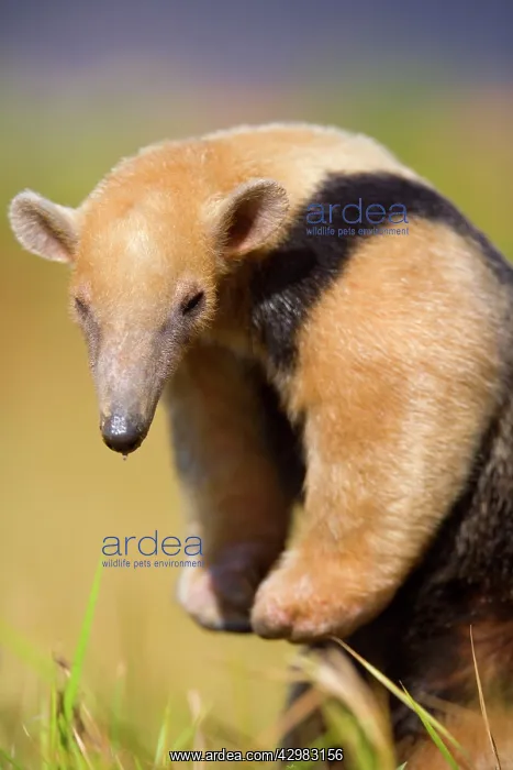 : Southern Tamandua / Collared Anteater / Lesser : Southern Tamandua / Collared Anteater / Lesser