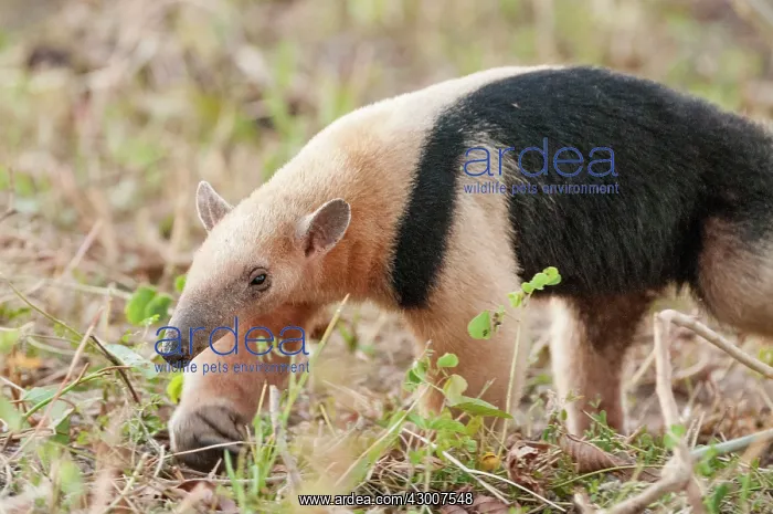 : Southern Tamandua Collared Anteater Lesser Anteater : Southern Tamandua Collared Anteater Lesser Anteater
