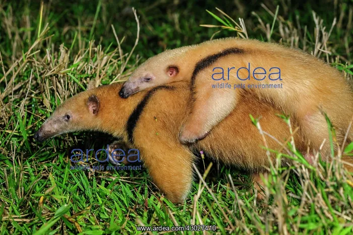 : Southern Tamandua / Collared Anteater / Lesser Anteater : Southern Tamandua / Collared Anteater / Lesser Anteater