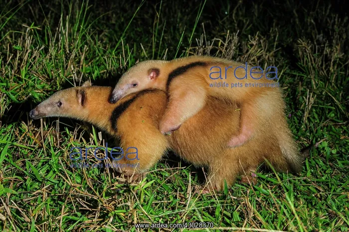: Southern Tamandua / Collared Anteater / Lesser Anteater : Southern Tamandua / Collared Anteater / Lesser Anteater
