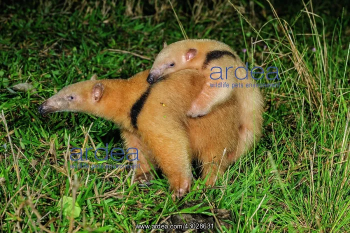 : Southern Tamandua / Collared Anteater / Lesser Anteater : Southern Tamandua / Collared Anteater / Lesser Anteater