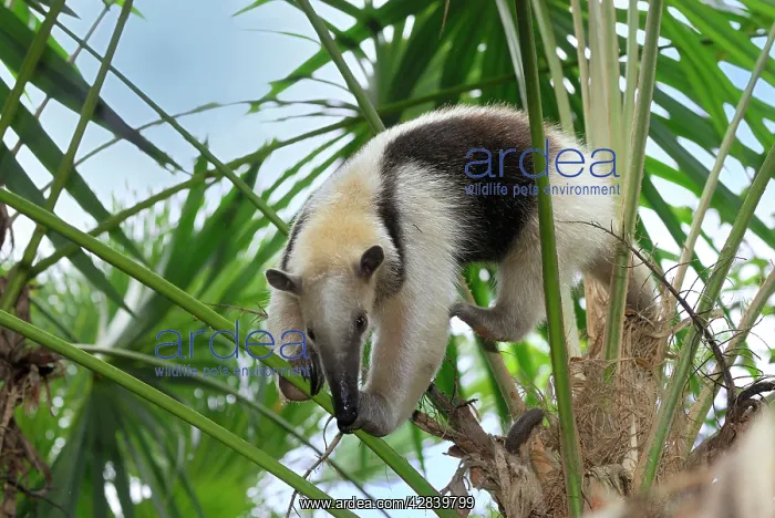 : Southern Tamandua or Lesser Anteater : Southern Tamandua or Lesser Anteater