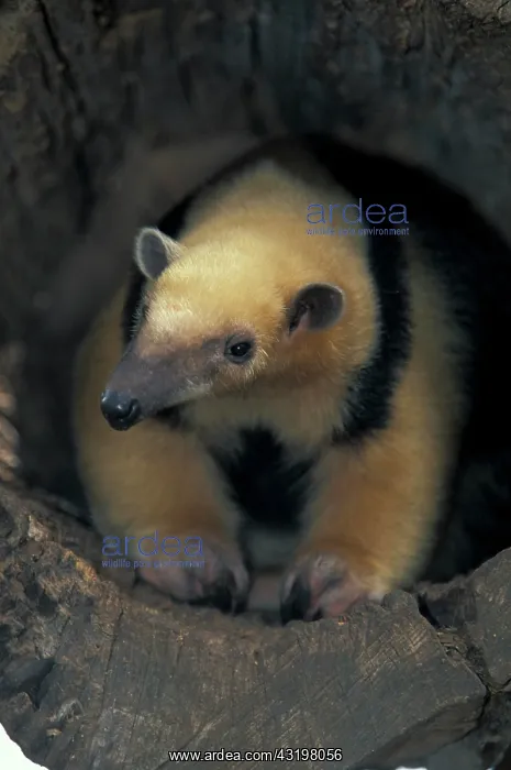 : Southern Tamandua or Lesser Anteater (Tamandua tetradactyla) : Southern Tamandua or Lesser Anteater (Tamandua tetradactyla)