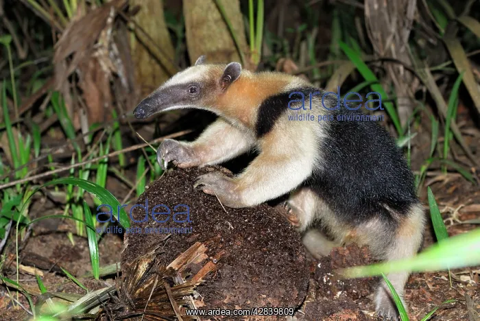 : Southern Tamandua or Lesser Anteater - with termite : Southern Tamandua or Lesser Anteater - with termite
