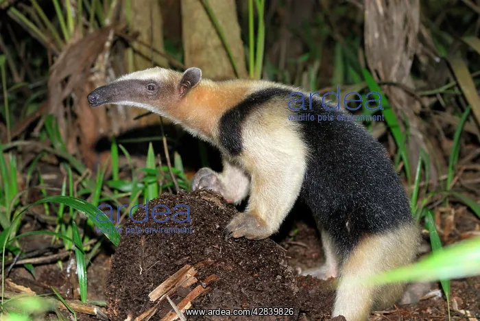 : Southern Tamandua or Lesser Anteater with termite : Southern Tamandua or Lesser Anteater with termite