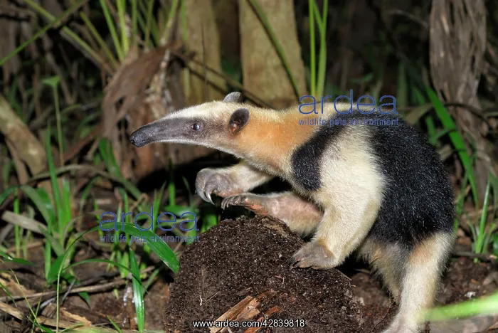 : Southern Tamandua or Lesser Anteater - with termite nest : Southern Tamandua or Lesser Anteater - with termite nest