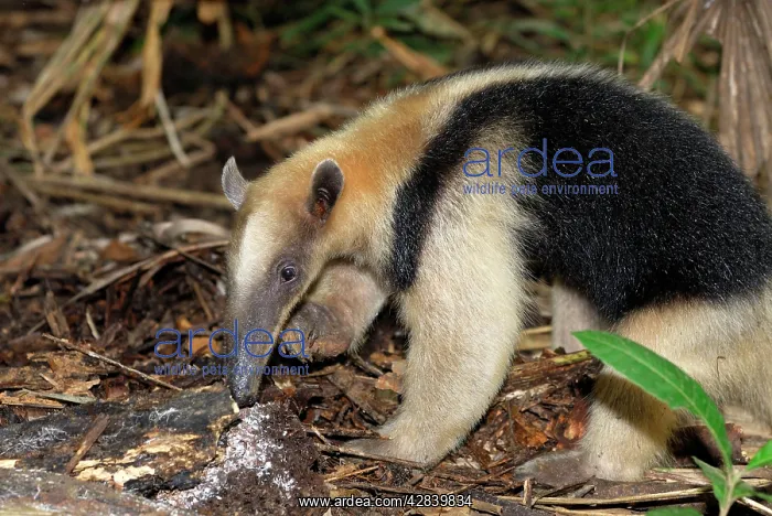 : Southern Tamandua or Lesser Anteater - with termite nest : Southern Tamandua or Lesser Anteater - with termite nest