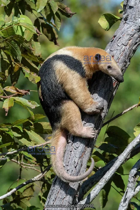 : Southern tamandua (Tamandua tetradactyla) on a trunk : Southern tamandua (Tamandua tetradactyla) on a trunk