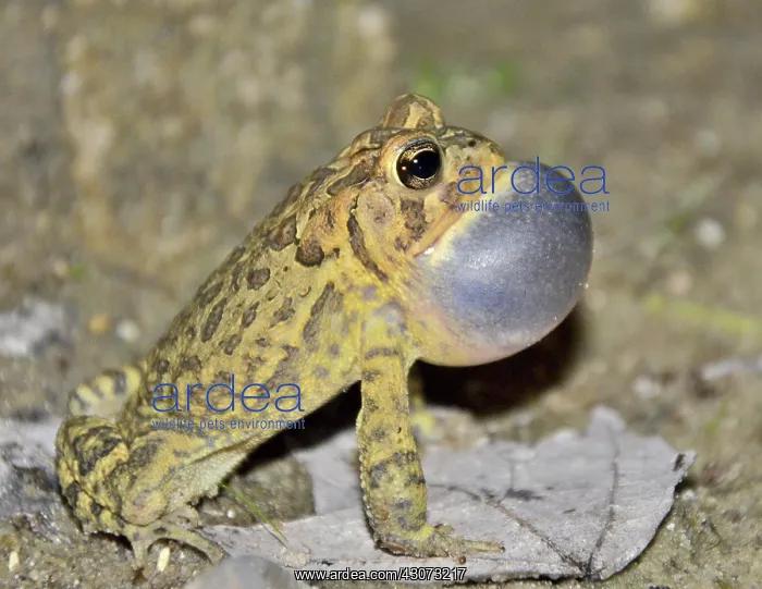 : Southern Toad : Southern Toad