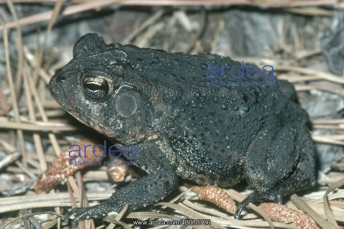 : Southern Toad : Southern Toad
